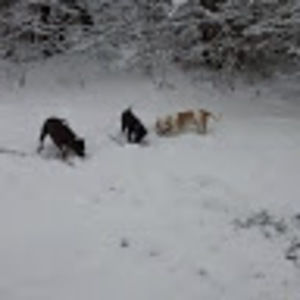 Meet your Posher, Demitrius